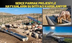 Serçe Parmak Projesiyle Hayvanların Su İhtiyacı Karşılanıyor