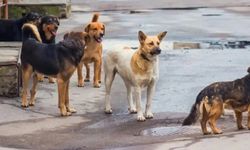 Başıboş köpeklerin saldırdığı 4,5 yaşındaki çocuk yaralandı