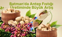 Batman'da Antep Fıstığı Üretiminde Büyük Artış