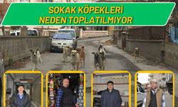 Sokak Köpekleri Neden Toplatılmıyor