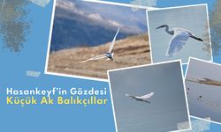 Hasankeyf’in Gözdesi Küçük Ak Balıkçıllar