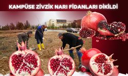 Kampüse Zivzik Narı Fidanları Dikildi