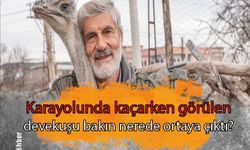 Karayolunda kaçarken görülen devekuşu bakın nerede ortaya çıktı?