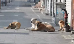 Sağlık Bakanlığı’ndan sahipsiz hayvanlara yönelik yeni düzenleme