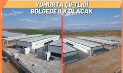 Yumurta Çiftliği Bölgede İlk Olacak