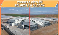 Yumurta Çiftliği Bölgede İlk Olacak