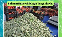 Baharın Habercisi Çağla Tezgahlarda