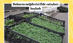 Baharın müjdecisi fide satışları başladı