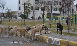 Başıboş köpekler bu sefer bir bebek öldürdü