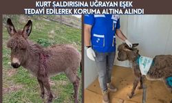 Kurt Saldırısına Uğrayan Eşek Tedavi Edilerek Koruma Altına Alındı