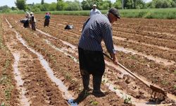 Mevsimlik tarım işçileri ne kadar oldu!