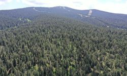 Antalya'da ormanlara giriş yasağı