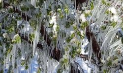 ÇKS'ye kayıtlı çiftçiye zirai don desteği verilecek