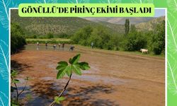 Gönüllü’de Pirinç Ekimi Başladı