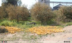 Tarımda çifte tehlike: Don ve hatalı ilaçlama