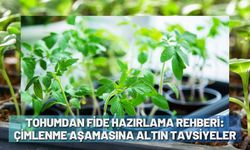 Tohumdan Fide Hazırlama Rehberi: Çimlenme Aşamasına Altın Tavsiyeler