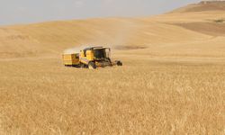 Batman'da verim yarı yarıya düştü!