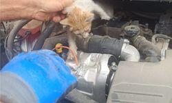 Batman’da Zabıta Aracına Sıkışan Kedi Kurtarıldı