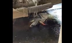 Batman Belediyesi Ekiplerinden Duyarlı Davranış: Güvercin Kurtarıldı