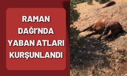 Raman Dağı’nda Yaban Atları Kurşunlandı