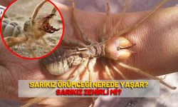 Sarıkız Örümceği nerede yaşar? Sarıkız zehirli mi?