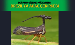 Doğanın Gizemli Mücevheri: Brezilya Ağaç Çekirgesi