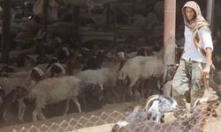 Siyonist işgalciler, A'riha'nın kuzeyinde bir eve el koydu, 60 koyun çaldı