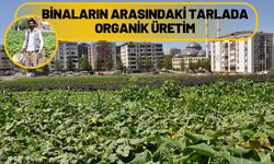 Binaların Arasındaki Tarlada Organik Üretim