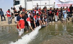 Batman Baraj Gölü'ne 2 milyon adet balık yavrusu bırakıldı