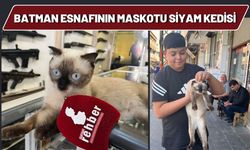 Batman Esnafının Maskotu Siyam Kedisi