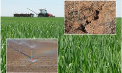 MİL-Tarım Orman Sendikası Genel Başkan Yardımcısı Yıkılmaz: Kuraklık çiftçiyi vuruyor, tarıma destek artırılmalı