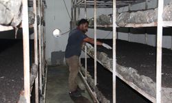 Batman'da eski inşaat işçisi kendi kültür mantarı tesisini kurdu