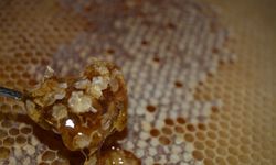 Batman'da bu yıl bal verimi düştü, kalite arttı