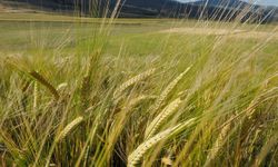 Dünyanın en büyük arpa üreticileri açıklandı