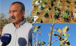 Şırnak'ta fıstık hasadı: Fıstık bahçeleri üreticilere yeni gelir kapısı açtı