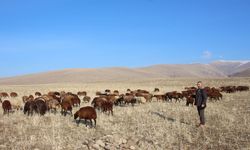 Ağrı'da "Aralık" sürprizi, hayvanlar dağlarda otluyor