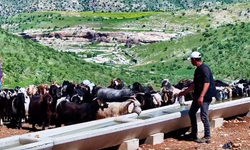 Batman Hayvancılığına Yenilenebilir Enerji Dopingi: "Serçe Parmak Projesi" ile 40 Köye Kalıcı Su Çözümü