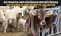 Batman’da Hem Küçükbaş Hem Büyükbaş Hayvancılık Her Geçen Yıl Gelişiyor