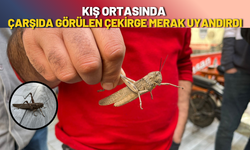 Kış Ortasında Çarşıda Görülen Çekirge Merak Uyandırdı