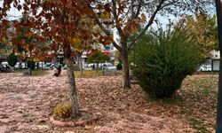 Batman’da Kışın Sessiz Güzelliği: Kartpostallık Manzaralar