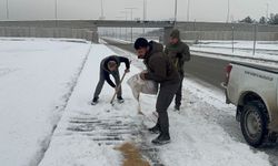 Batman'da yaban hayvanları için doğaya yem bırakıldı