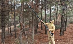 Beşiri’de Çam Ağaçlarına "Nefes" Operasyonu