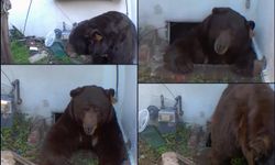 Ev sahibi haftalardır evinin altında yaşayan siyah ayıyla mücadele ediyor