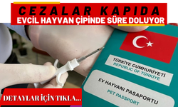 Evcil Hayvan Çipinde Süre Doluyor: Cezalar Kapıda