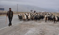 Batman'da Koçerlerin Hayvancılık Geleneği Kentleşmeye Yenik Düştü