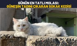 Günün En Tatlı Molası: Güneşin Tadını Çıkaran Sokak Kedisi