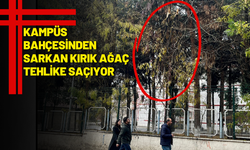 Kampüs Bahçesinden Sarkan Kırık Ağaç Tehlike Saçıyor