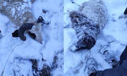 Kurtlar sürüye saldırdı: 70 koyun telef oldu