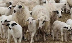 TİGEM'den 1200 küçükbaş hayvan için satış ihalesi