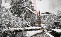 Yoğun Kar Çamı Devirdi, Olası Facia Kıl Payı Atlatıldı
